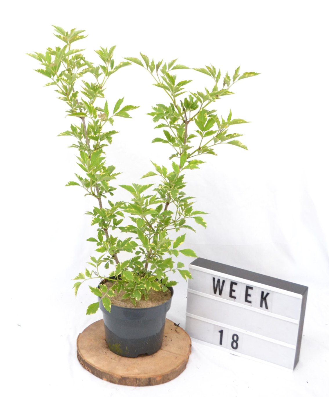 Sambucus nigra 'Gold Spark' - C3 20-40 CM